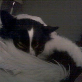 amanda_is_my_name_call_me_cookie