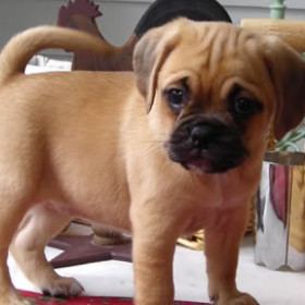 Puggle